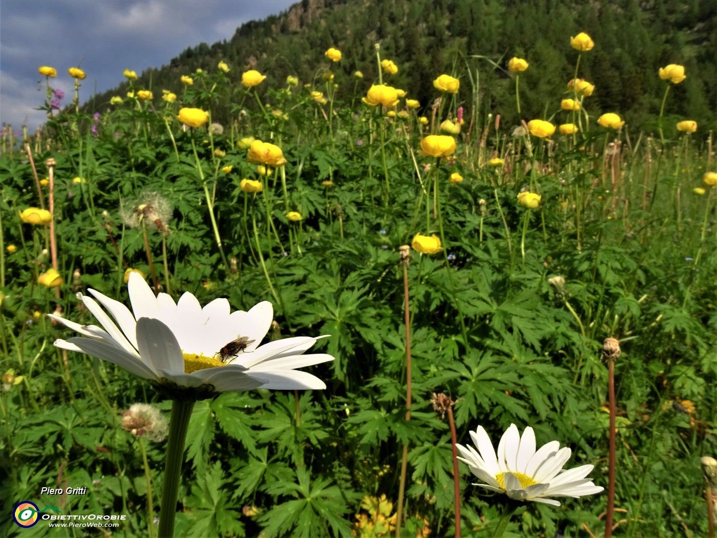 13 Distese di Trollius europaeus (Botton d'oro) con Leucanthemum vulgare (Margherita diploide).JPG